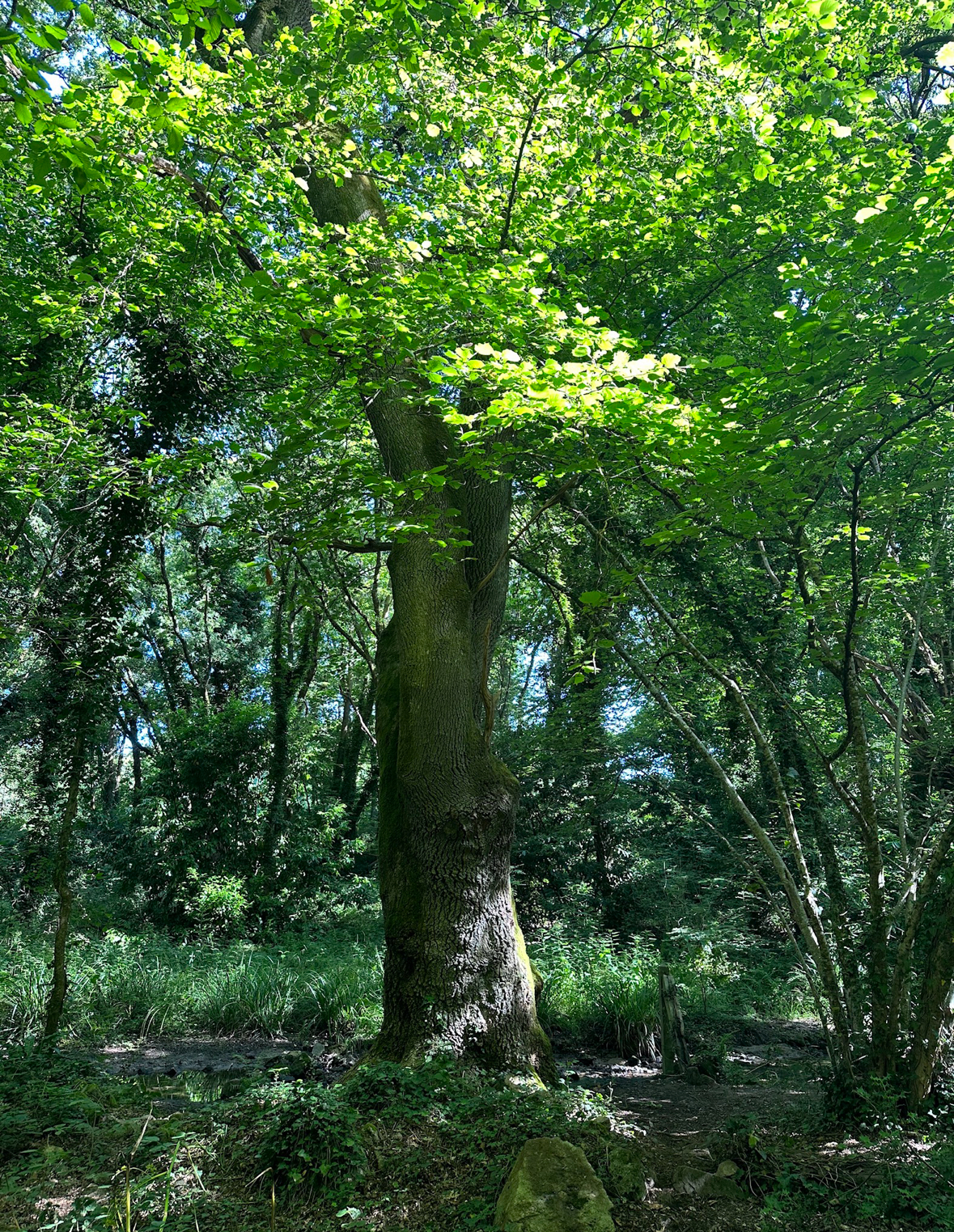 Lire la suite à propos de l’article 🌿 5 Raisons d’aller faire une balade en forêt selon les Naturopathes 🌳